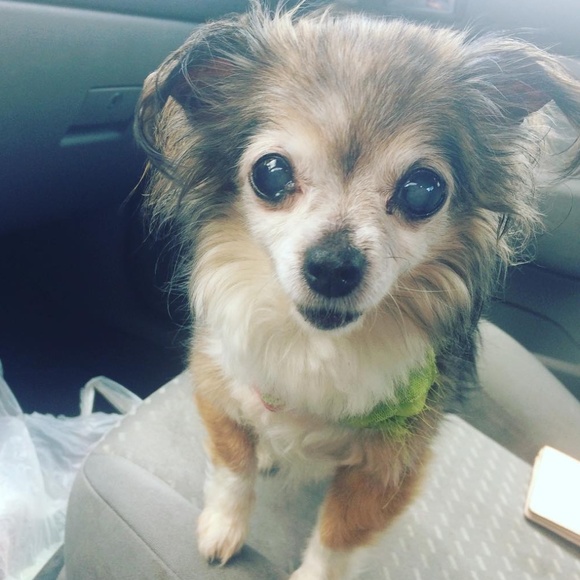 Meet your Posher, Tara - Picture 4 of 8